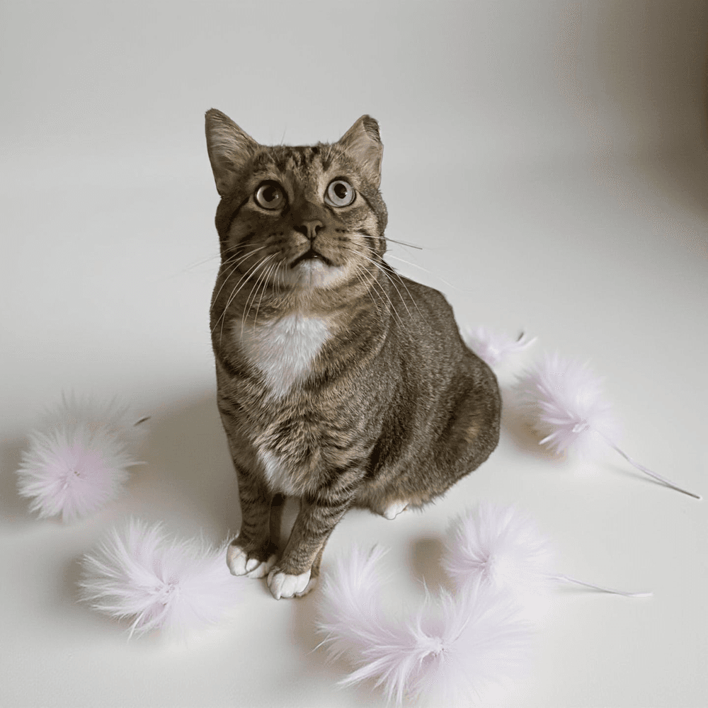CatMan