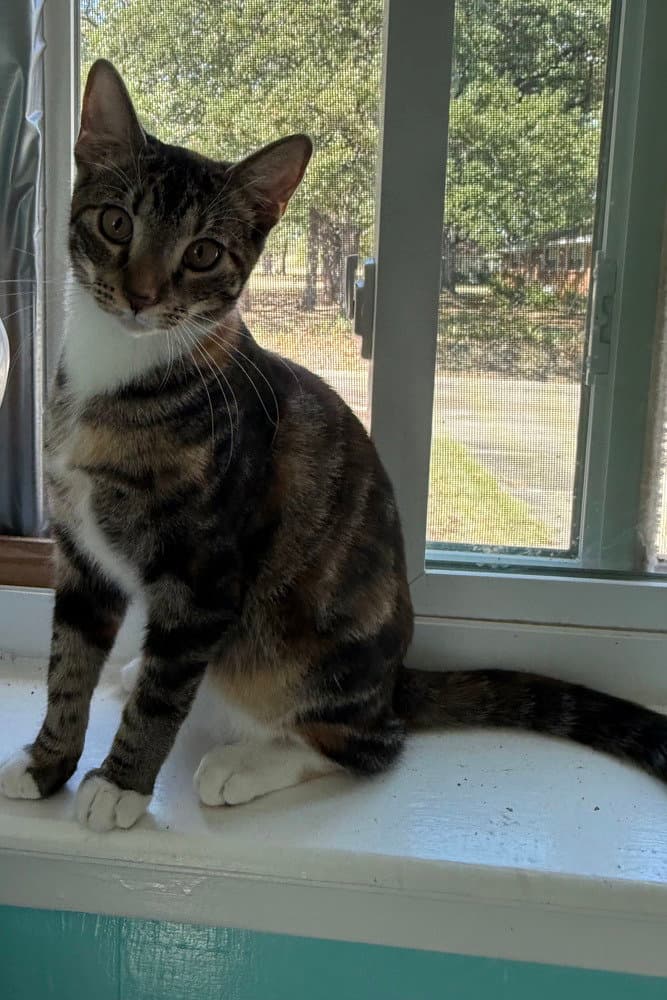 Nutmeg