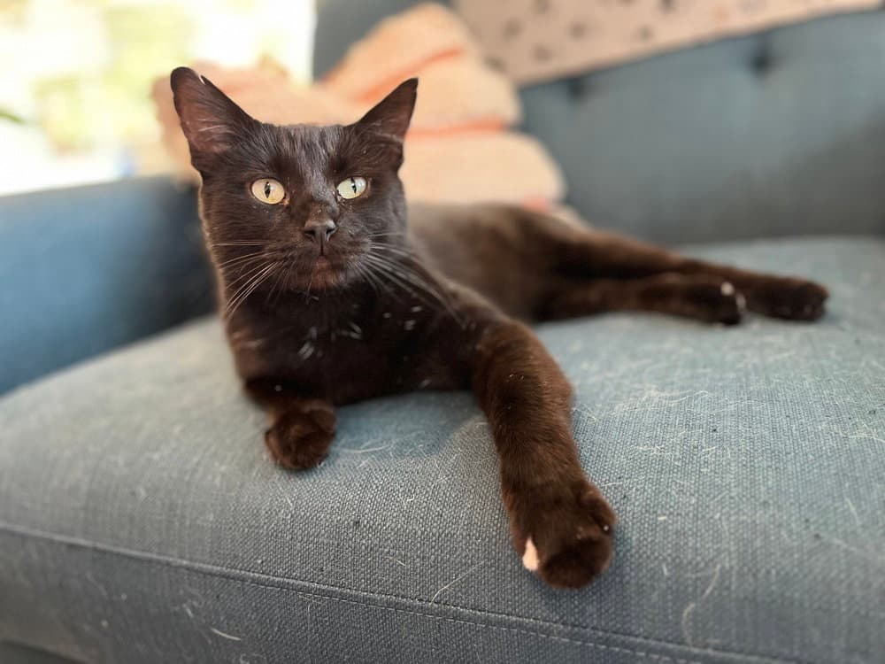 Giancarlo