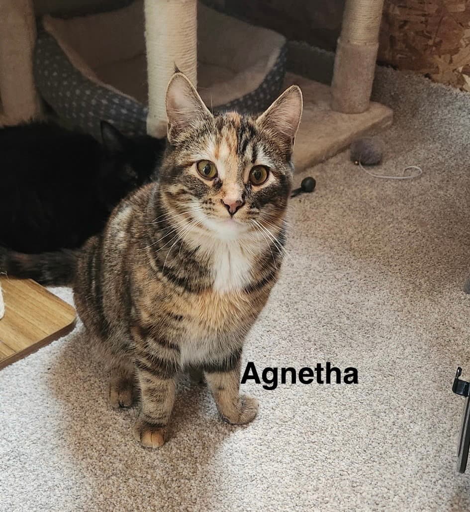 Agnetha - ABBA Litter