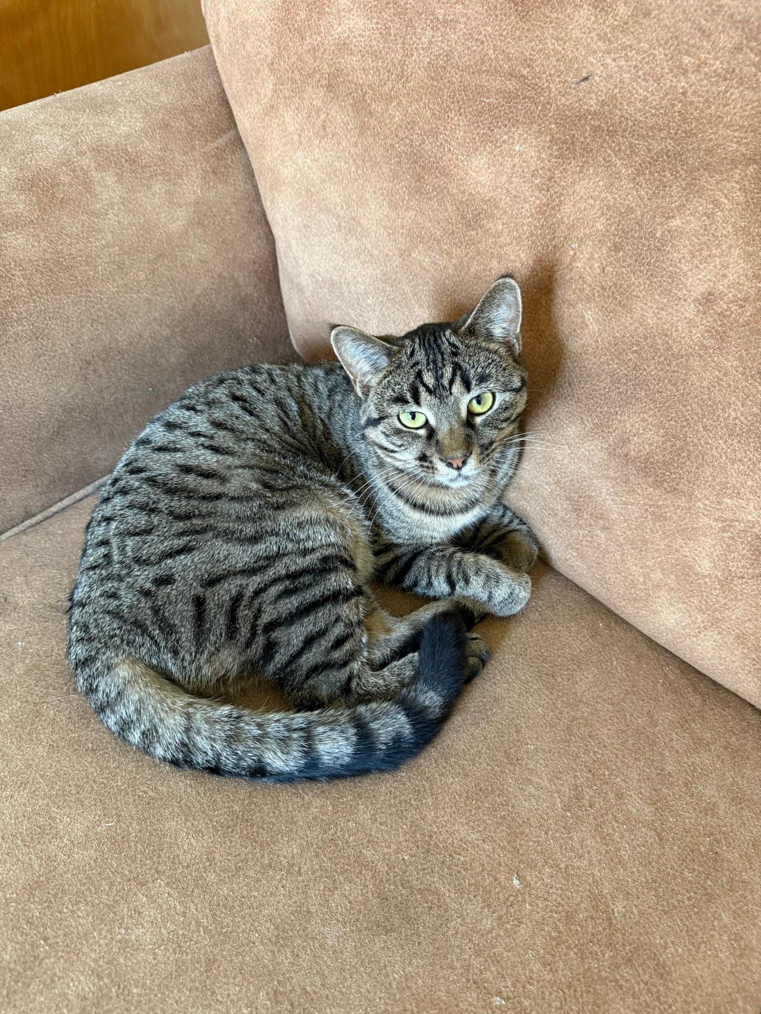 Pancake