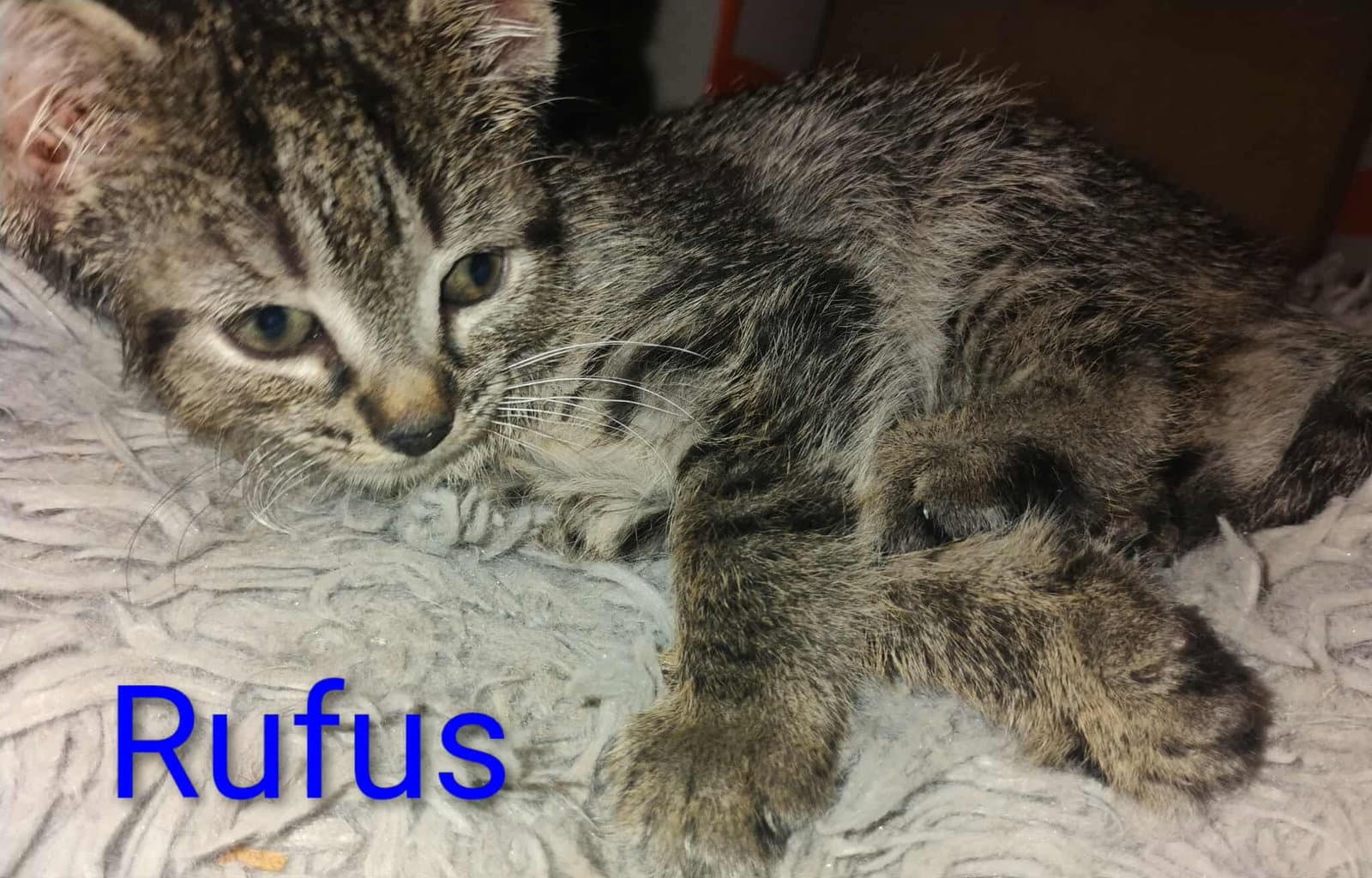 Rufus - Waldo Litter