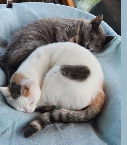 Cookie - Cupcake Wonder Litter (bonded w/ Boots)