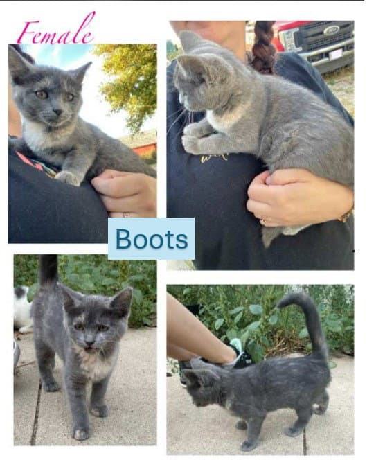Boots - Cupcake Wonder Litter (bonded w/ Cookie)