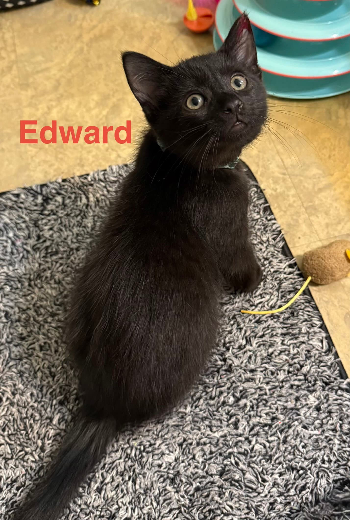 Edward - Pretty Woman Litter