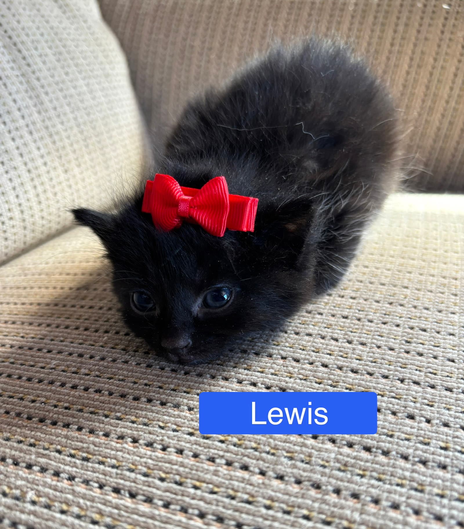 Lewis - Pretty Woman Litter