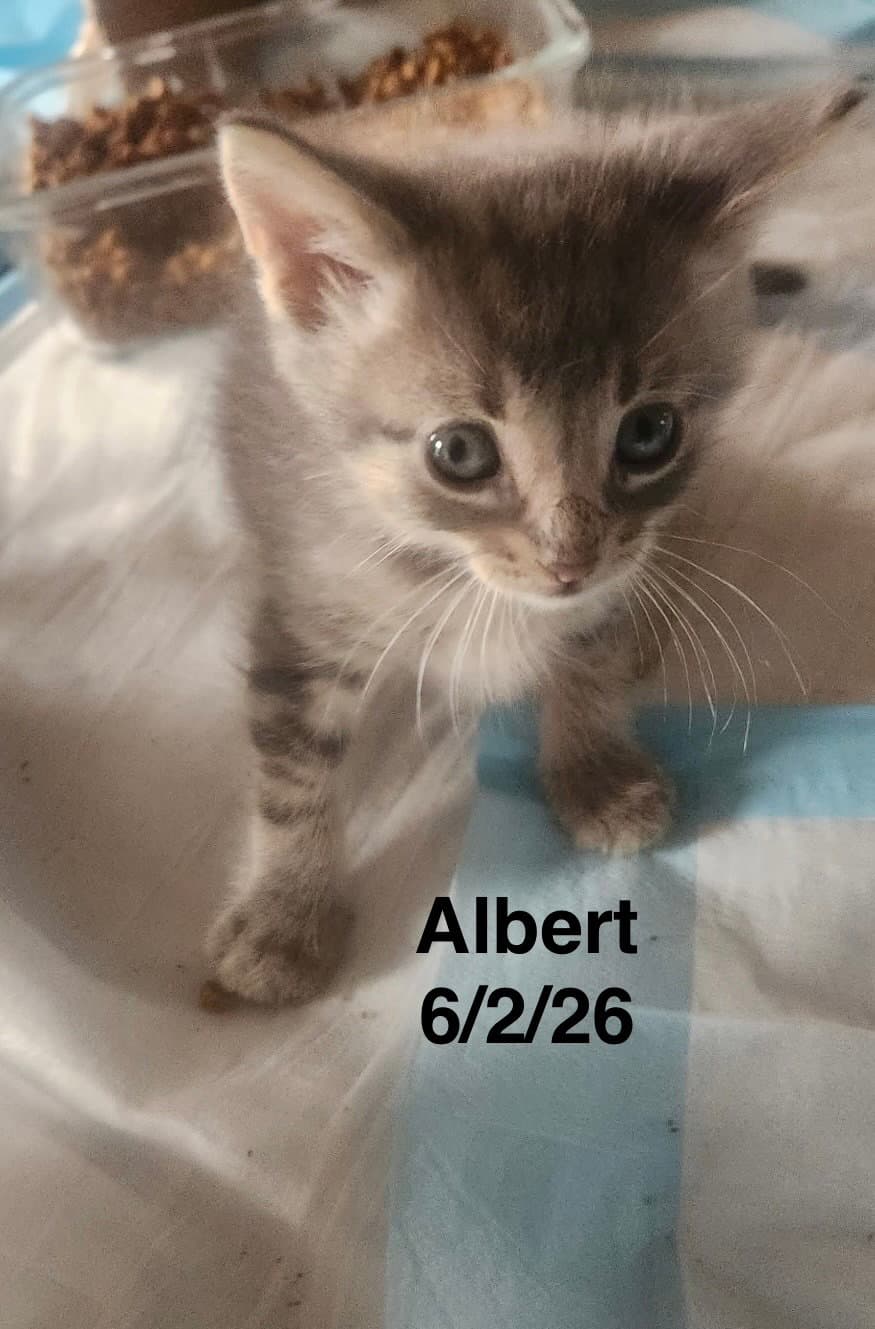 Albert