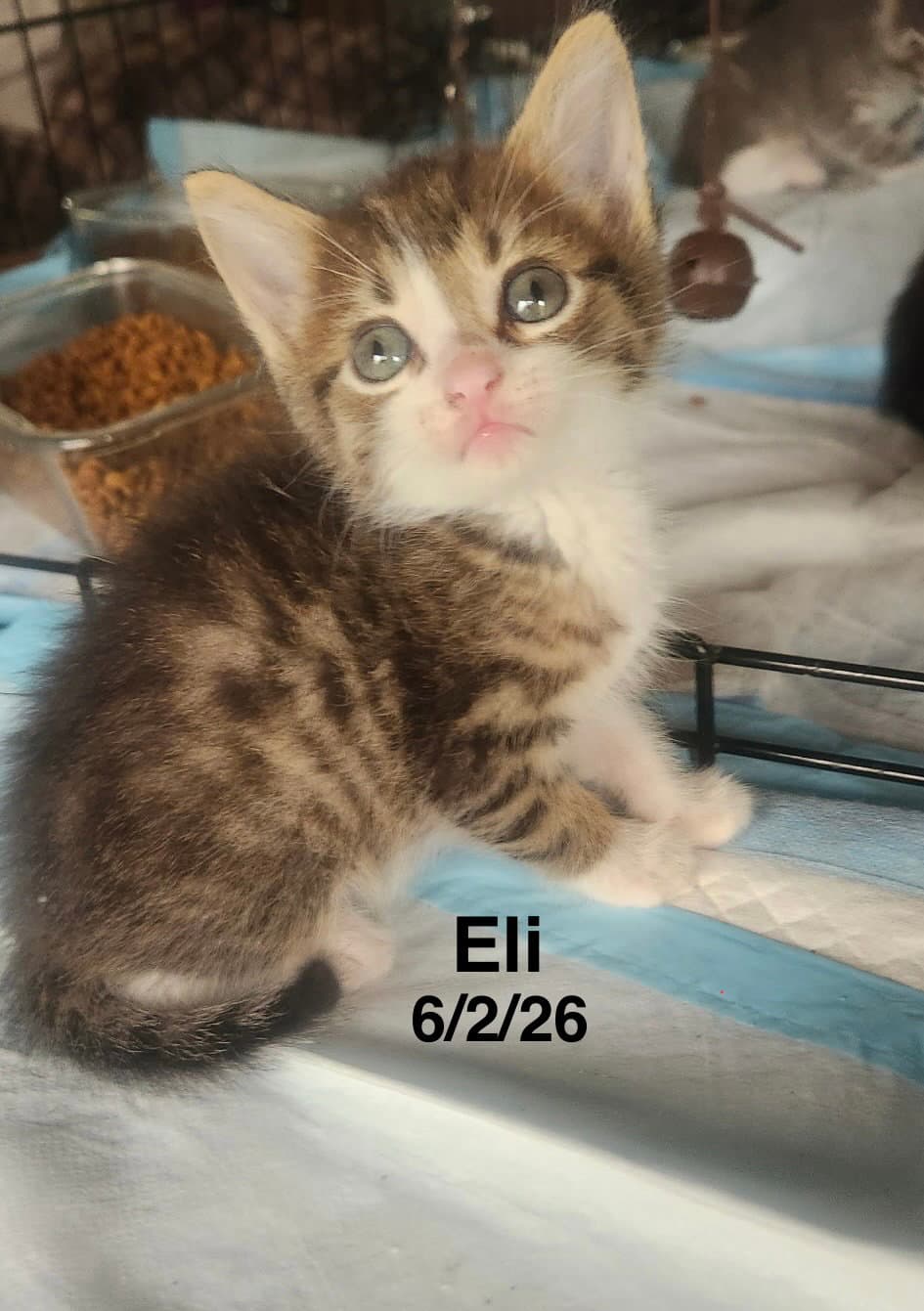 Eli
