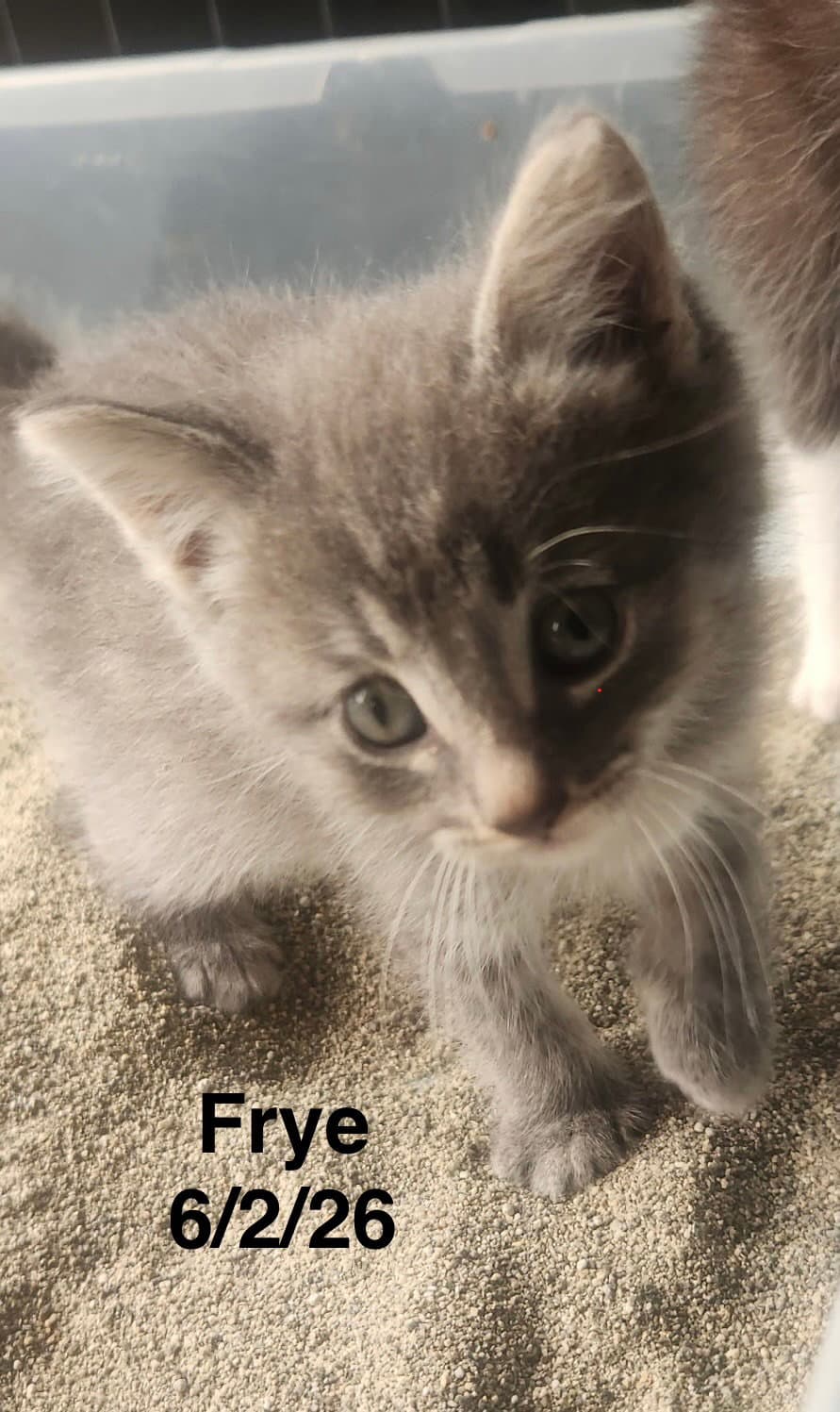 Frye