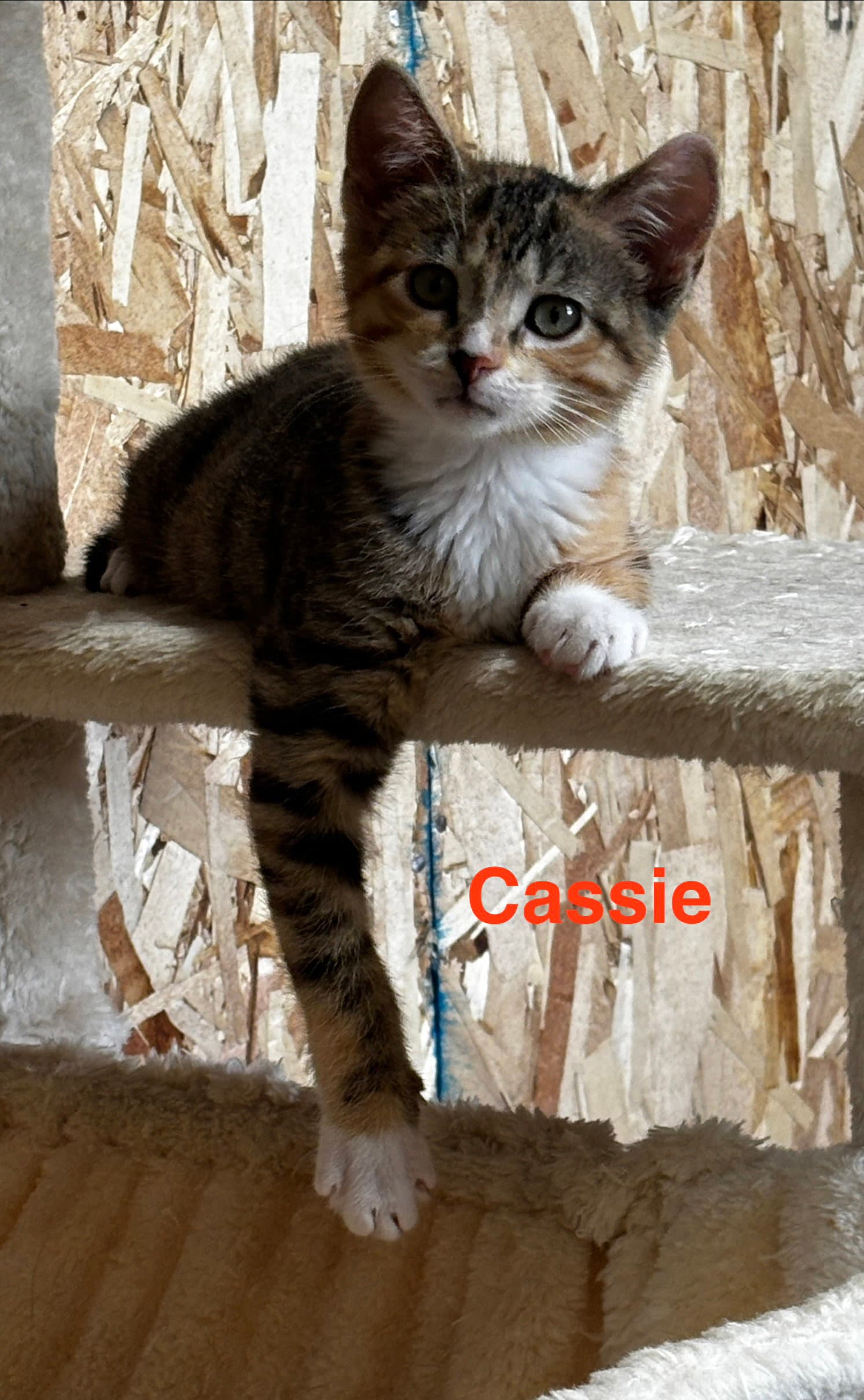 Cassie