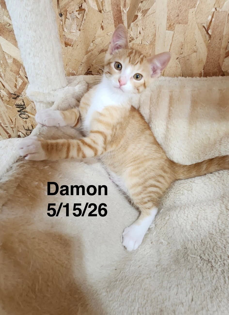 Damon