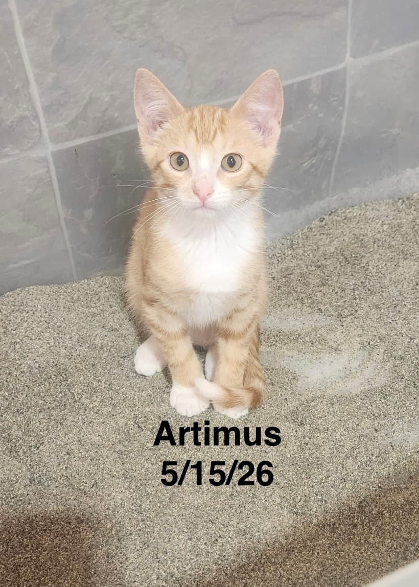 Artimus