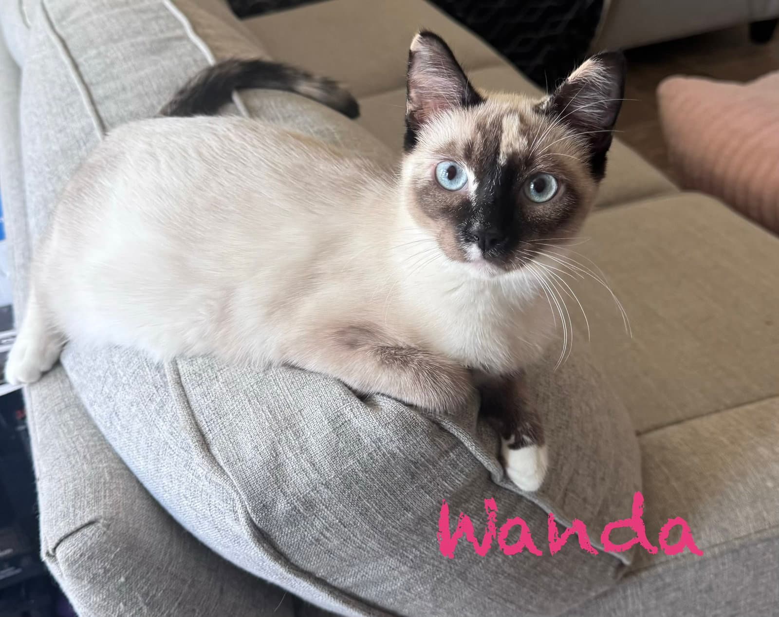 Wanda
