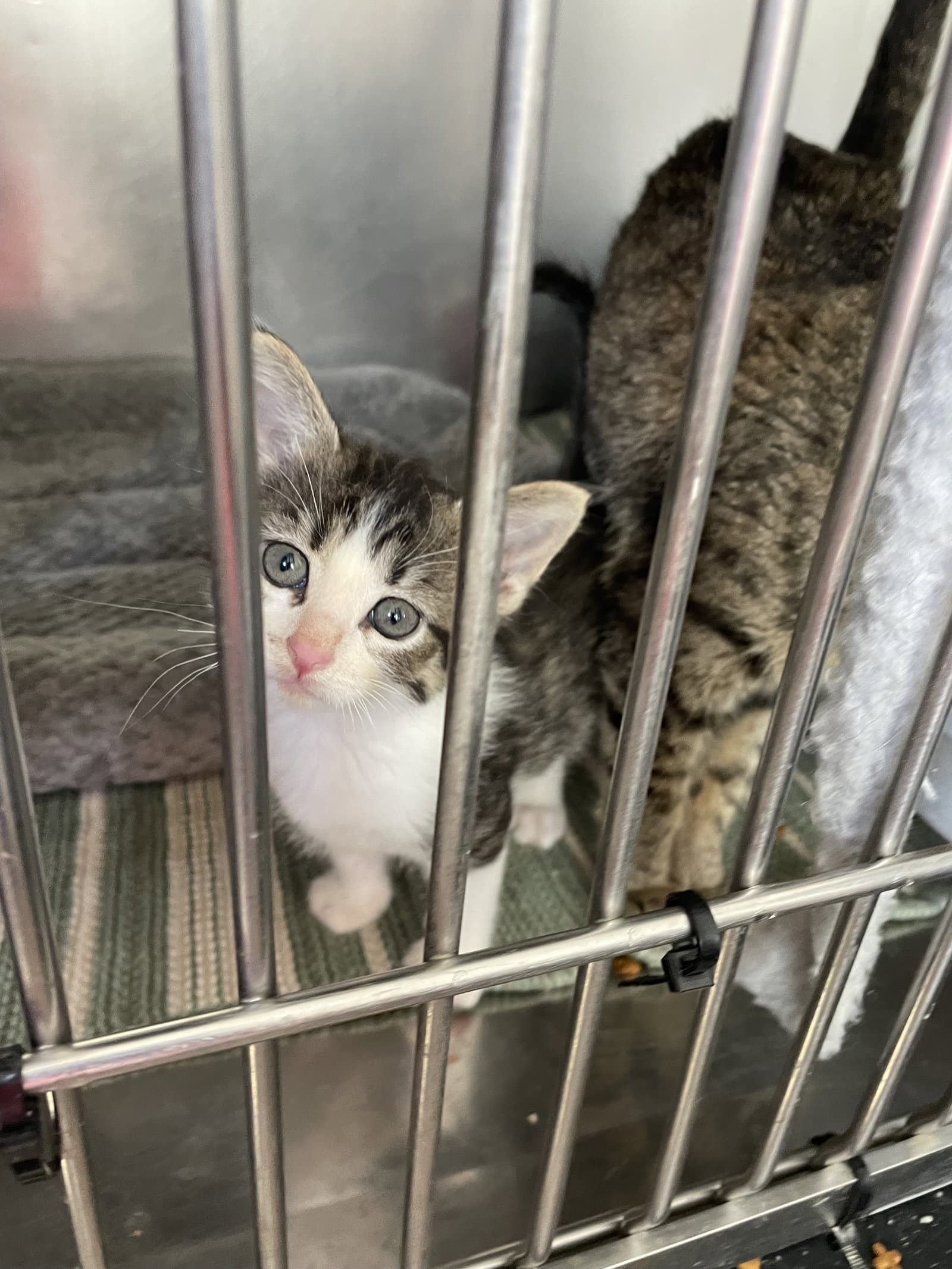 Canasta kitten- Hearts
