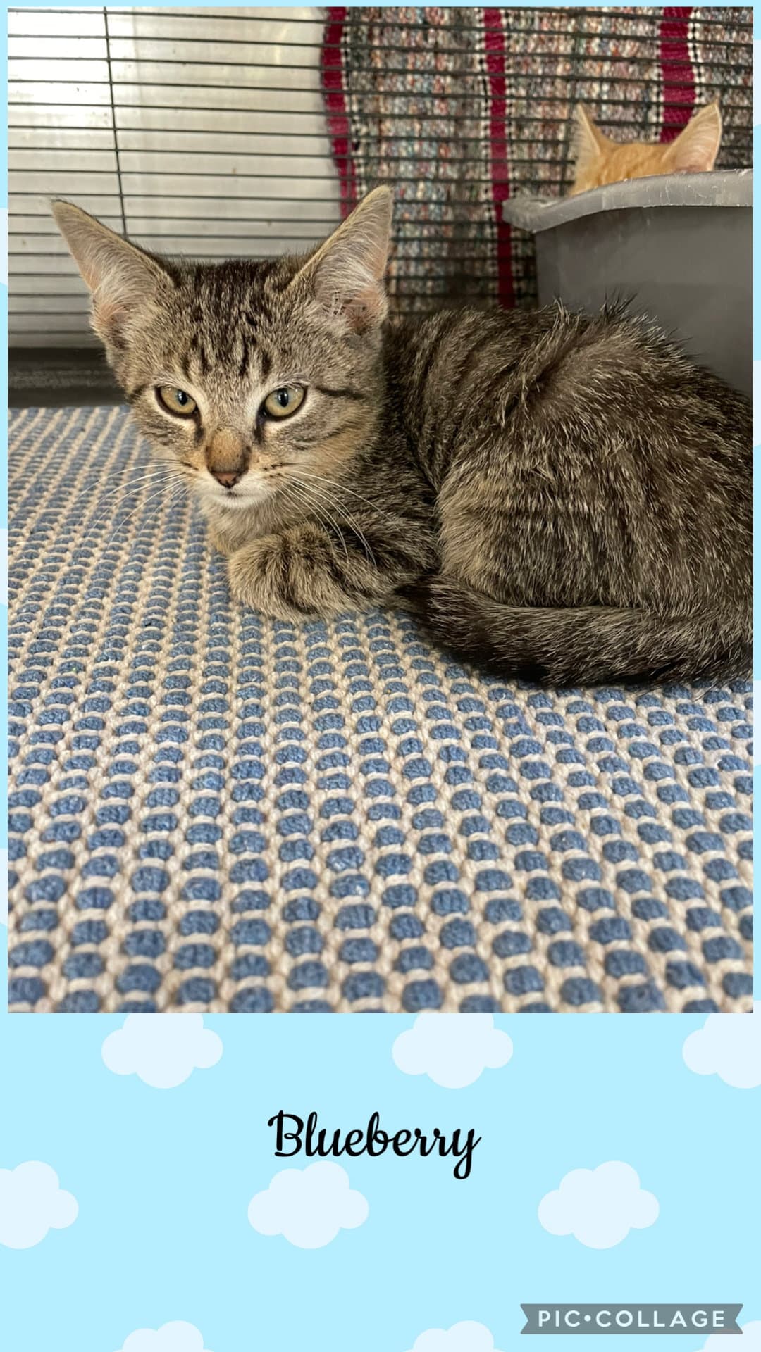 Berry litter- Blueberry