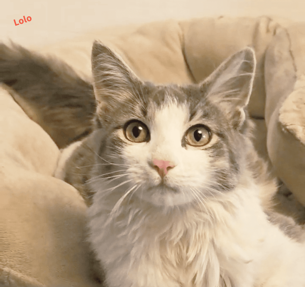 Lolo the Lover (The Ultimate Charmer)