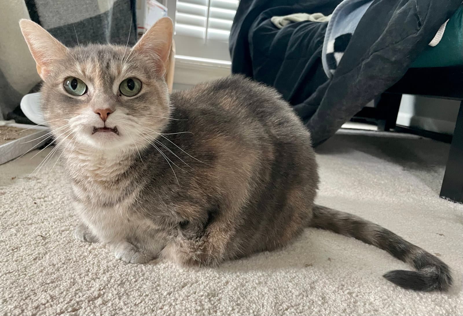 Cleopatra