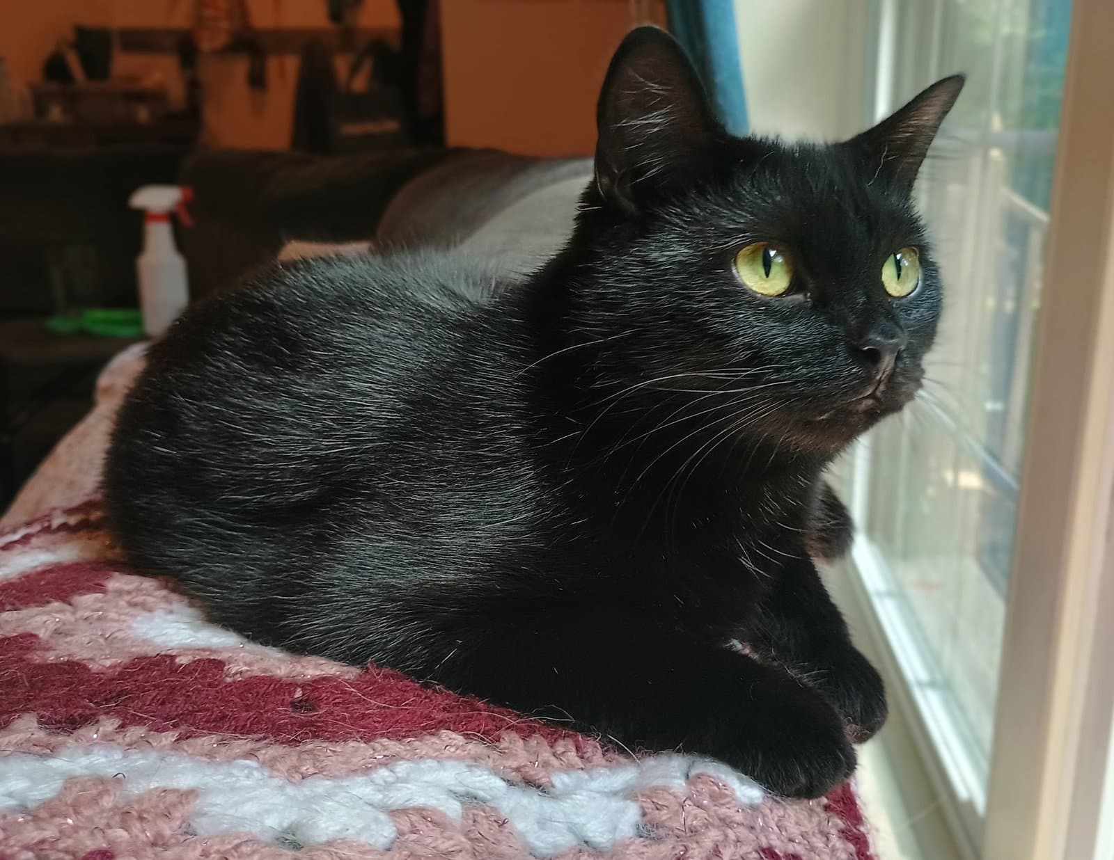 Zelda