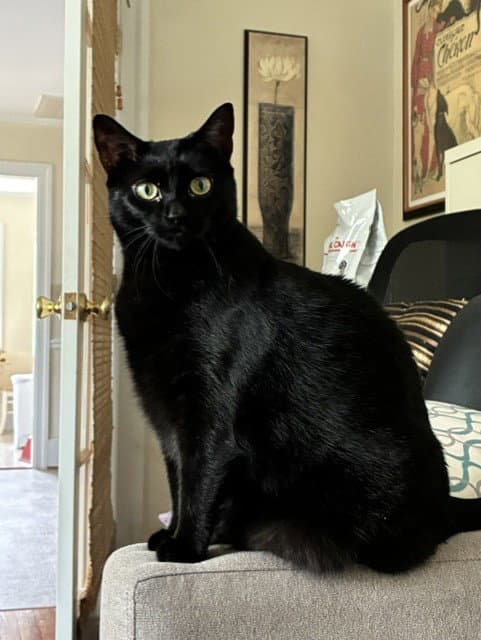 Loki