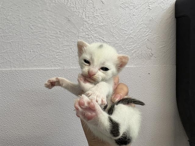 Domino