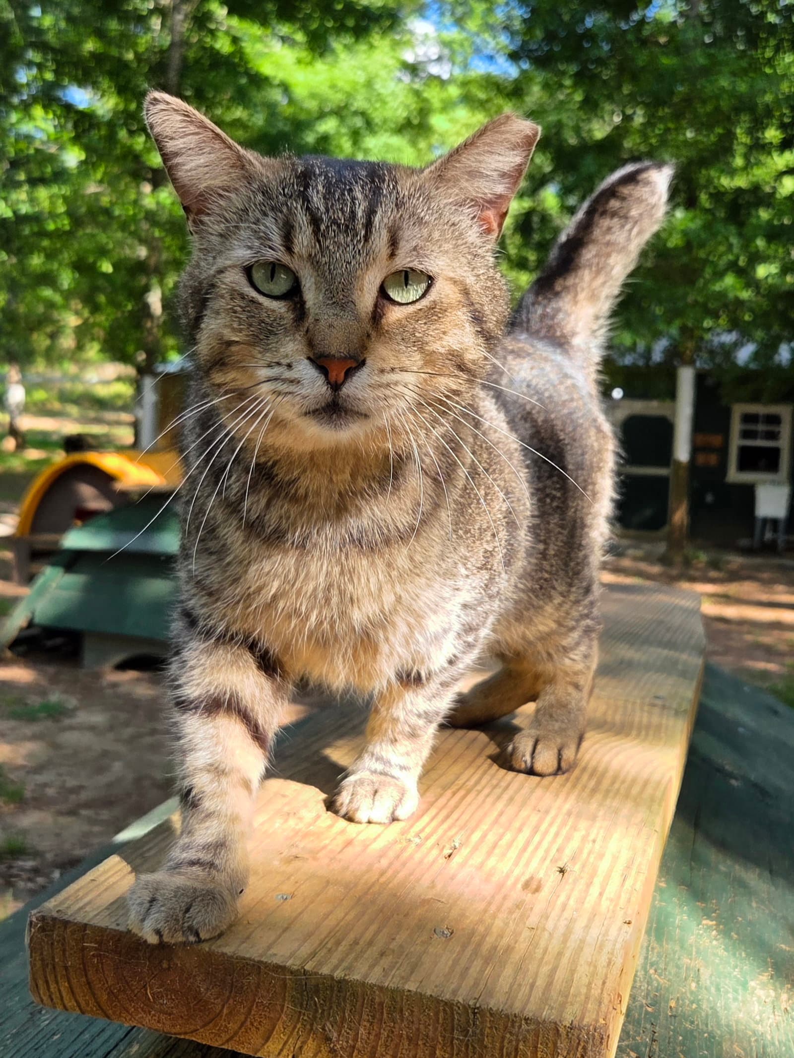Stub Tail