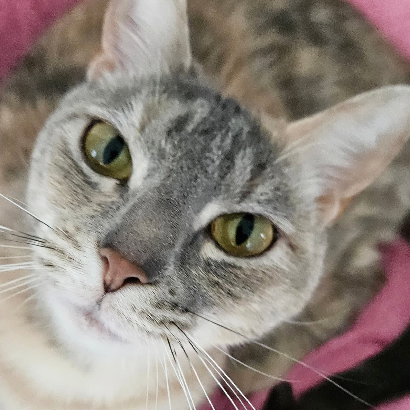 Pongo