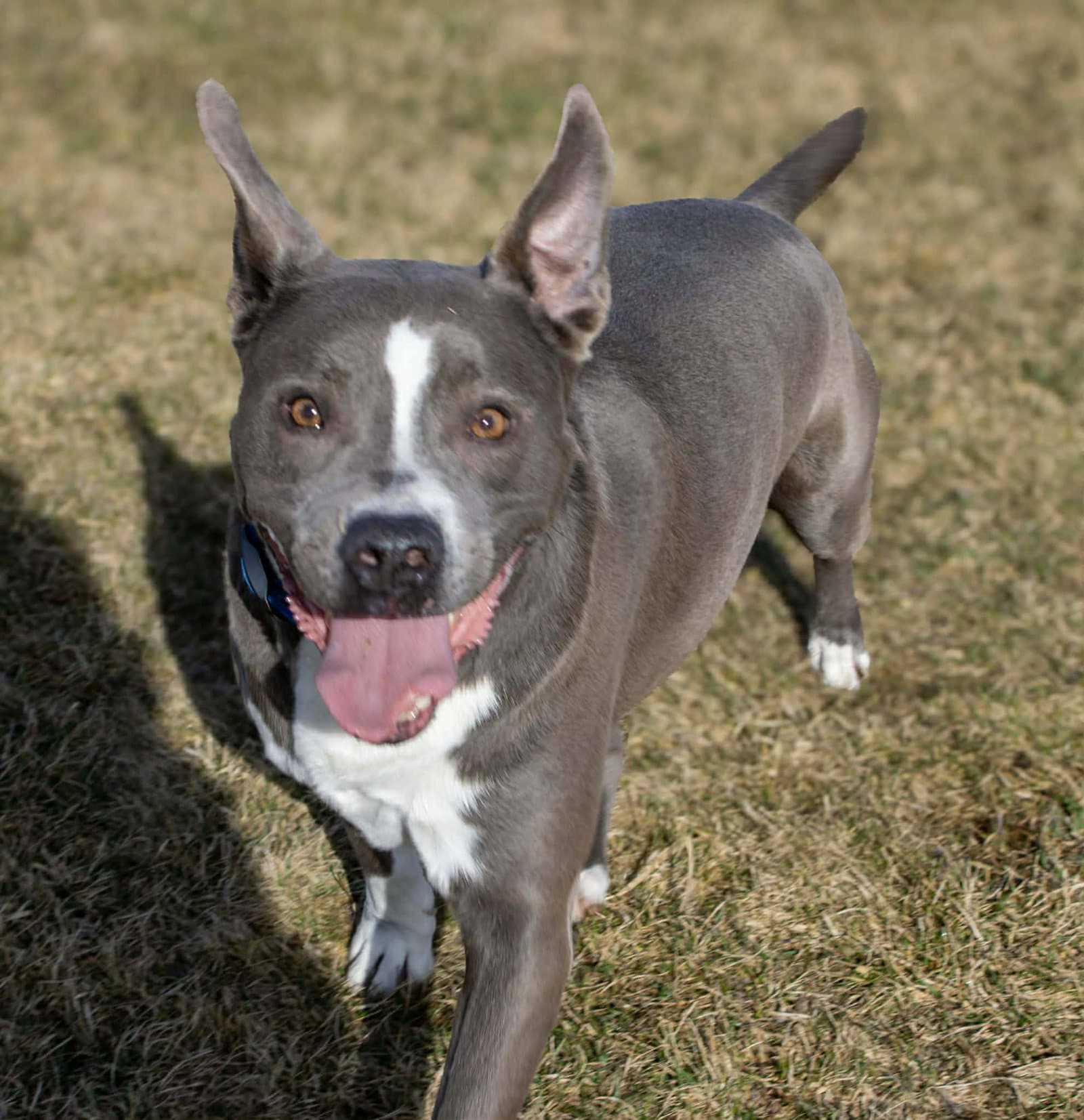 Rowen (long-term resident/sponsored fee)