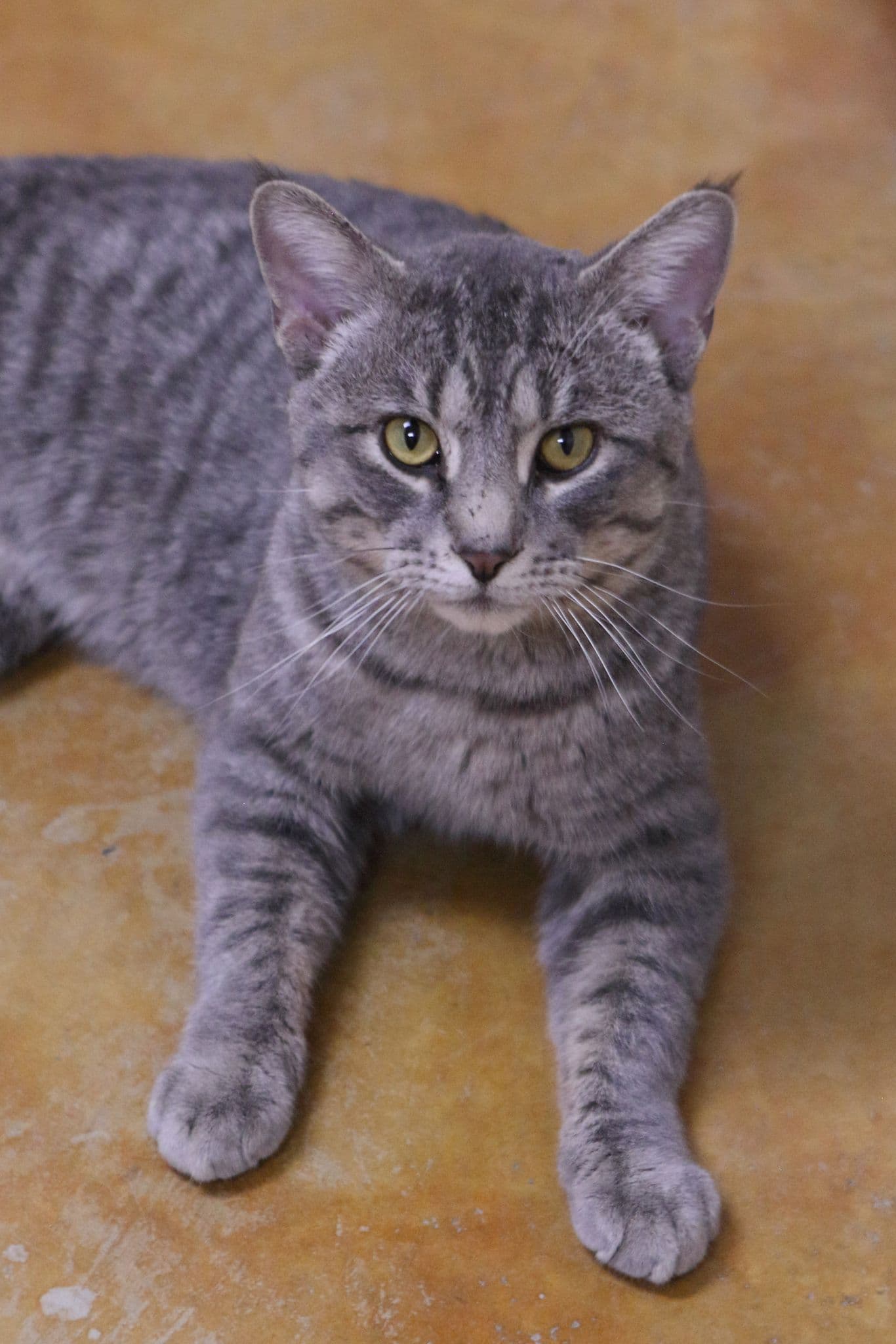 Franklin