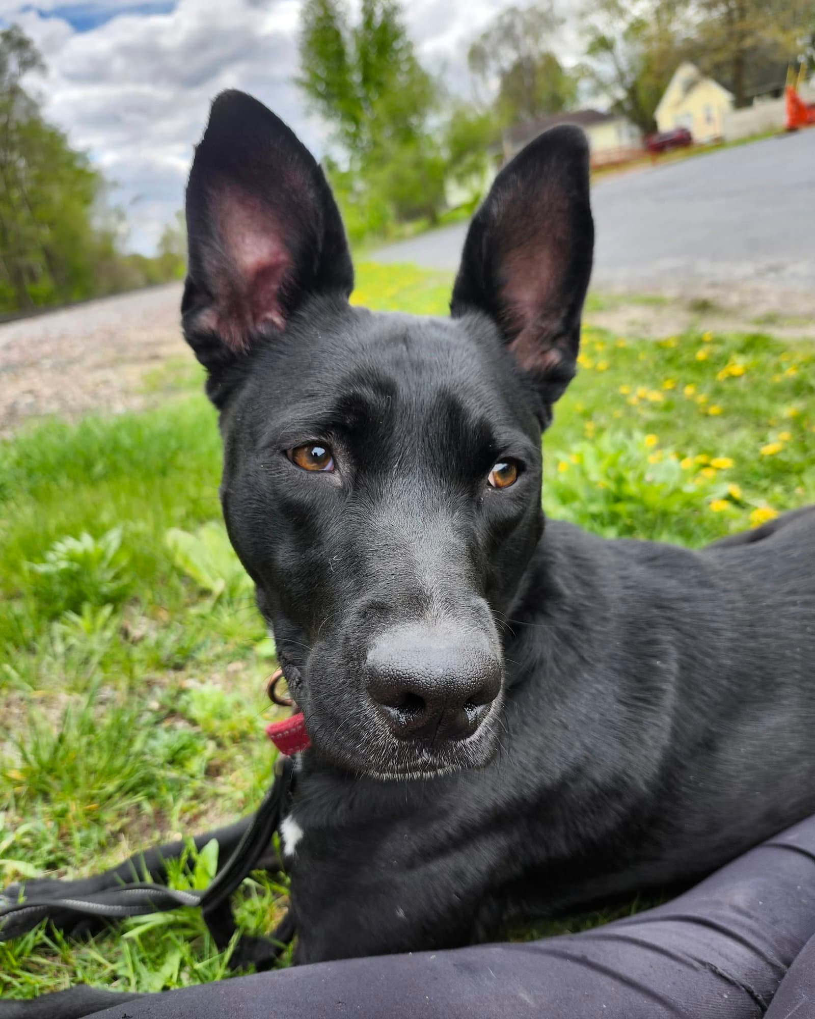 Kato (sponsored fee)