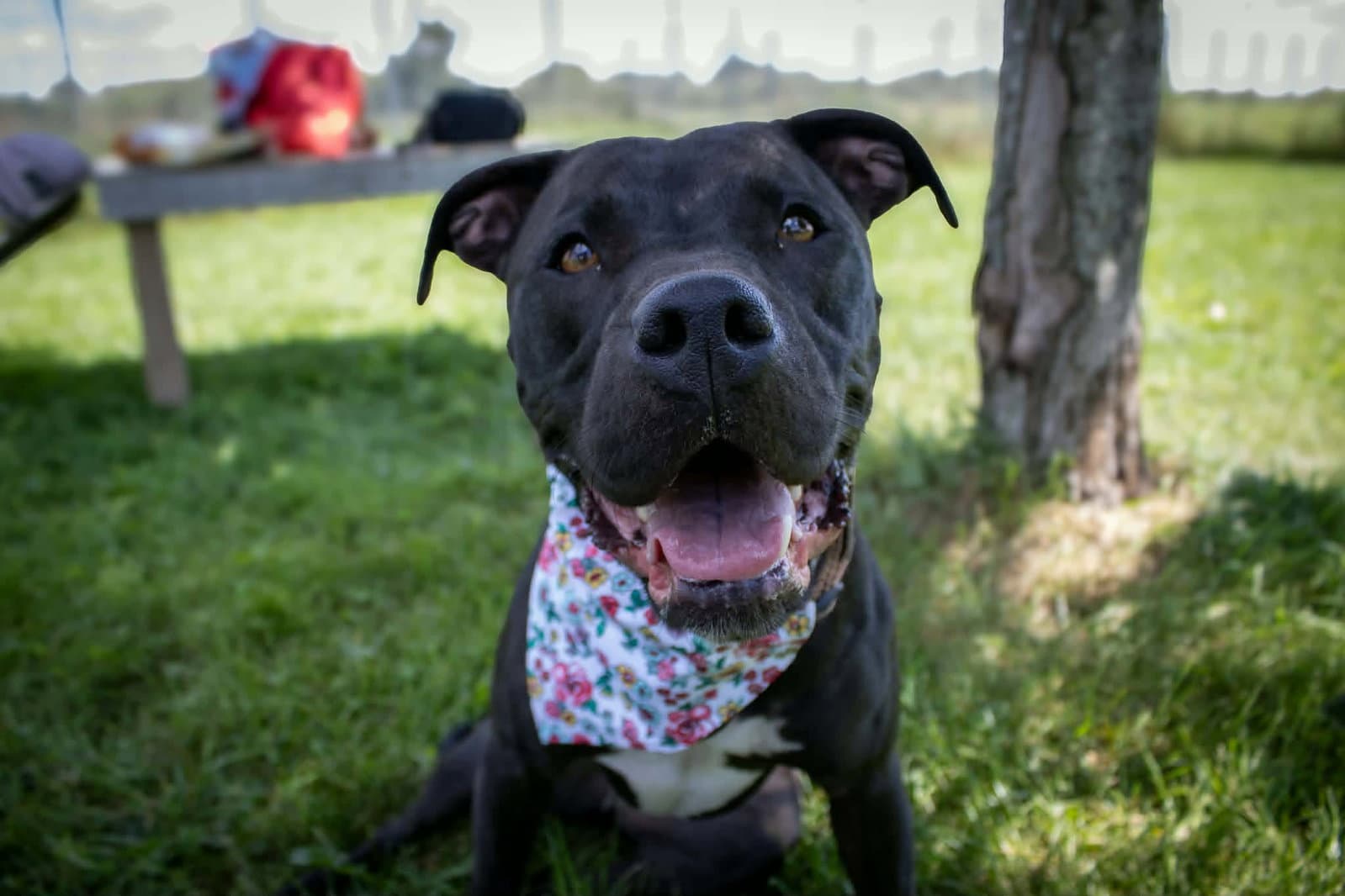 Sasha (sponsored fee)