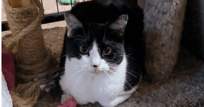 Domino