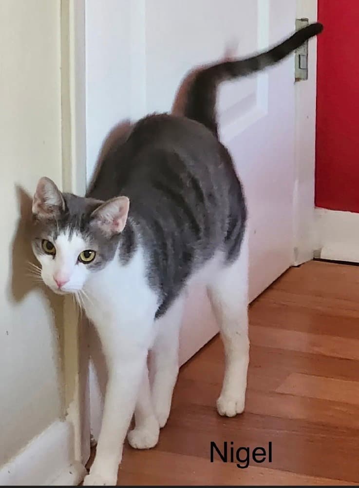 Nigel