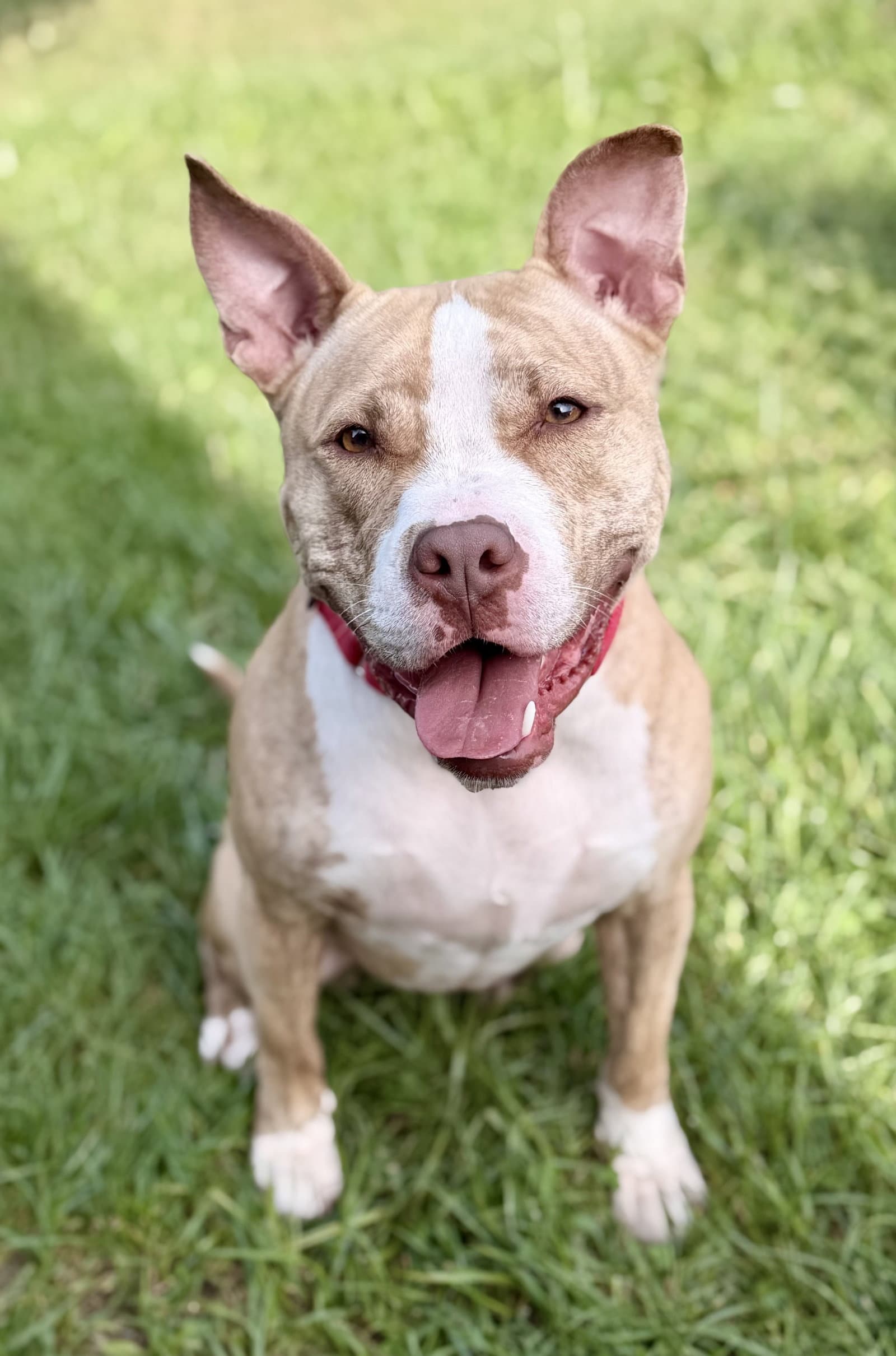 Nova