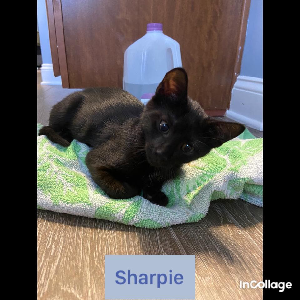 Sharpie