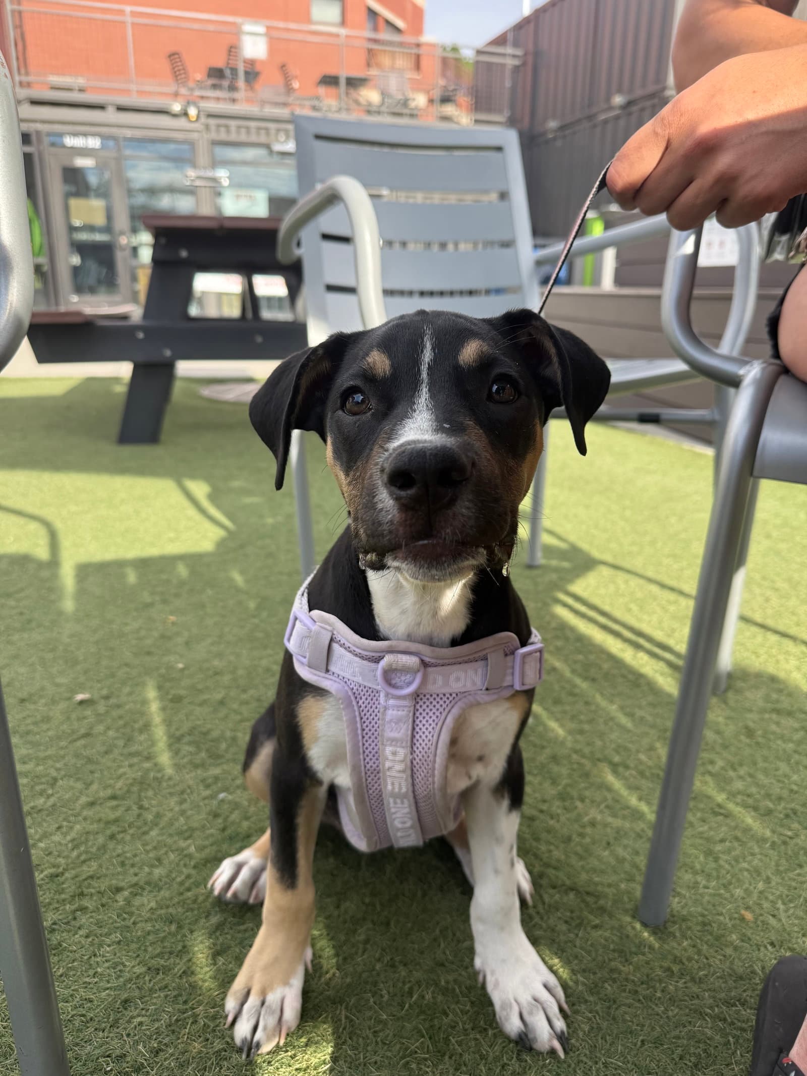 Dora