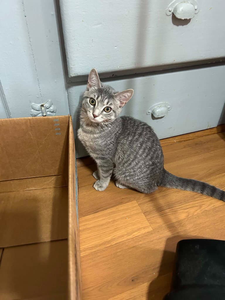 Gracie