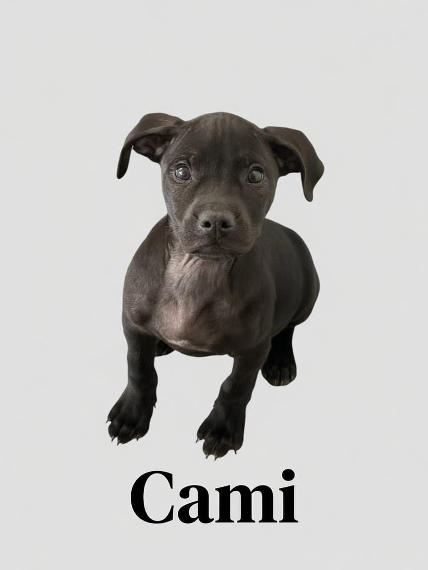Cami