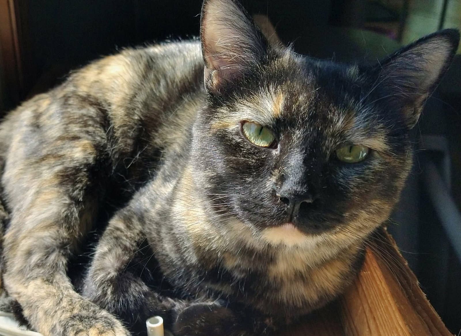 Emmy Lou