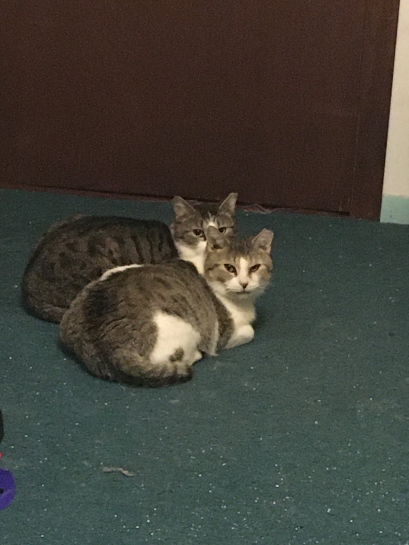 Katie Bonded w/Pearl