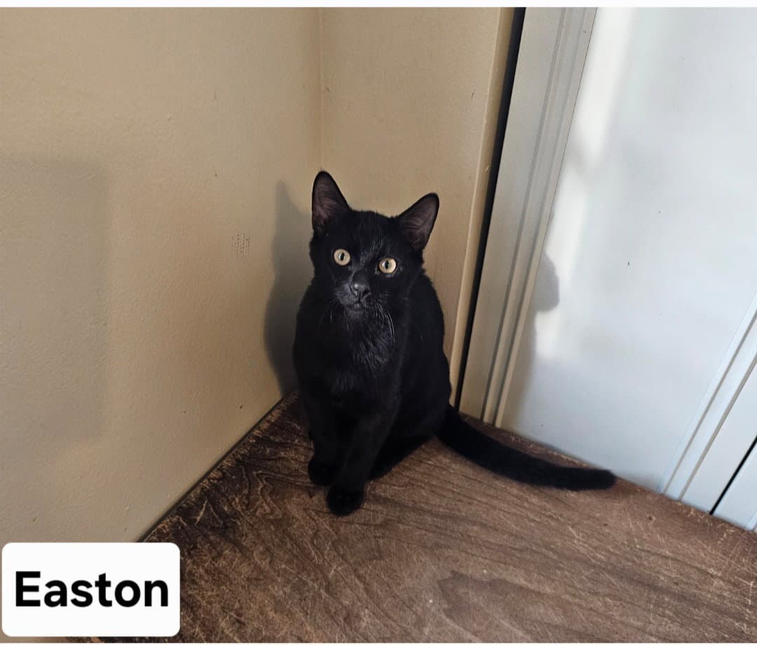 Easton. ML