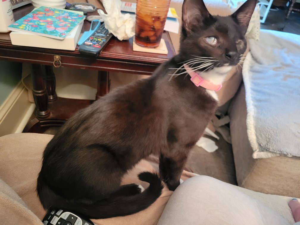 Maya