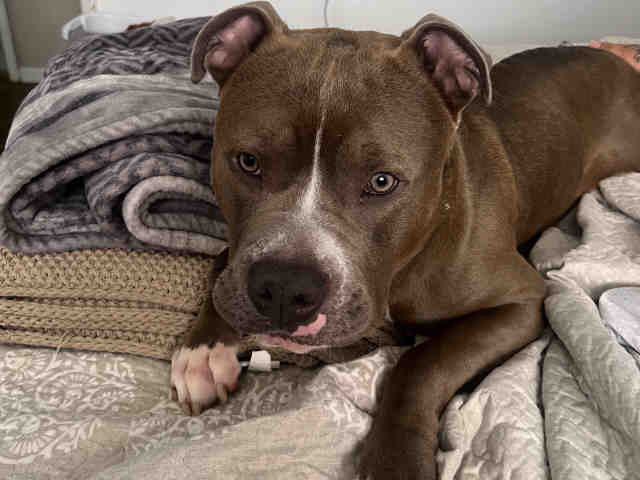 Chico