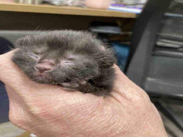 Black Bean