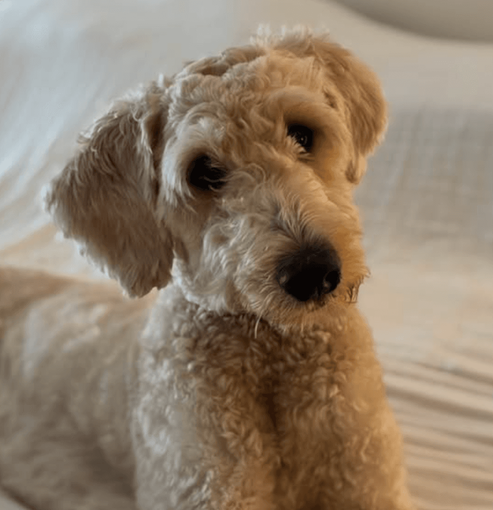Wally