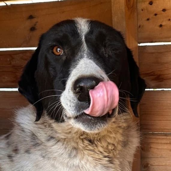BENEKLI (Turkey) kt