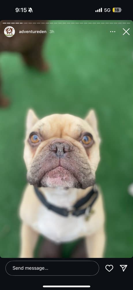 Drako (Courtesy Post)