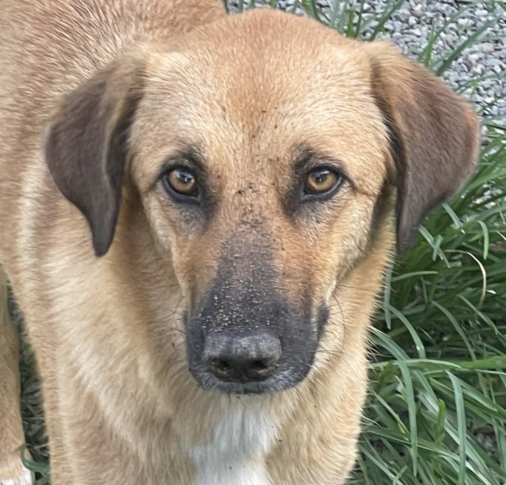 BRYNDA (Rep of Georgia) kt