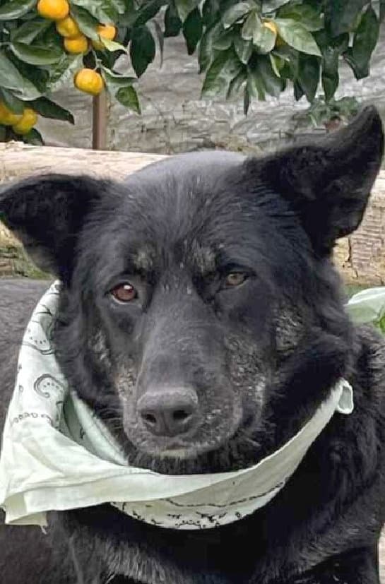 TOODLES (Rep of Georgia) kt