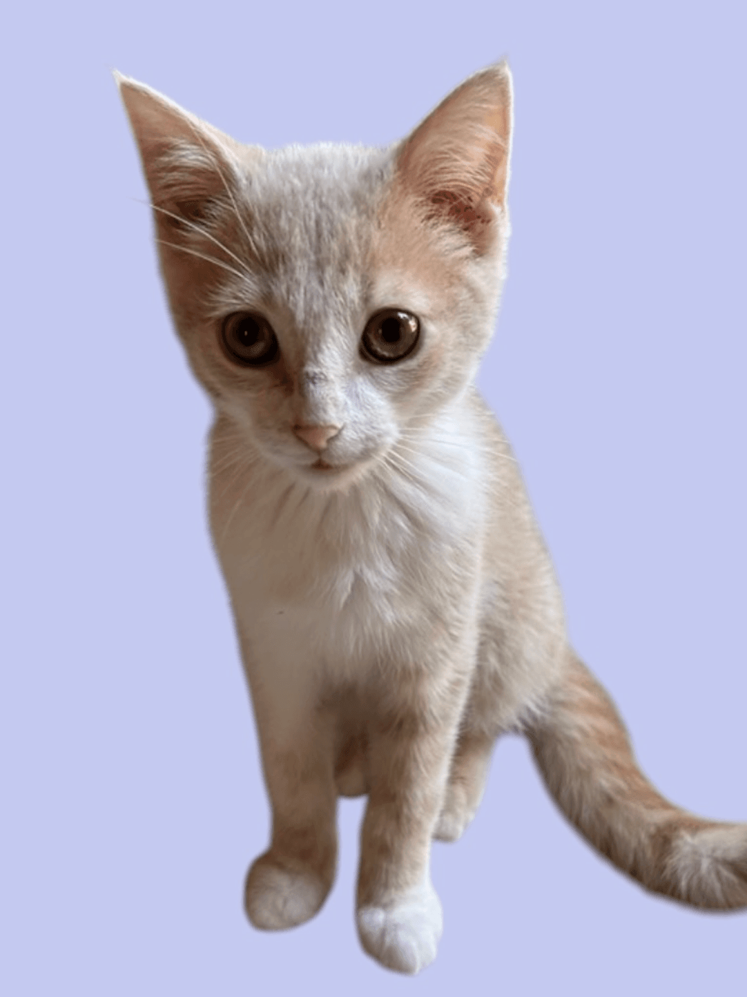 Gus