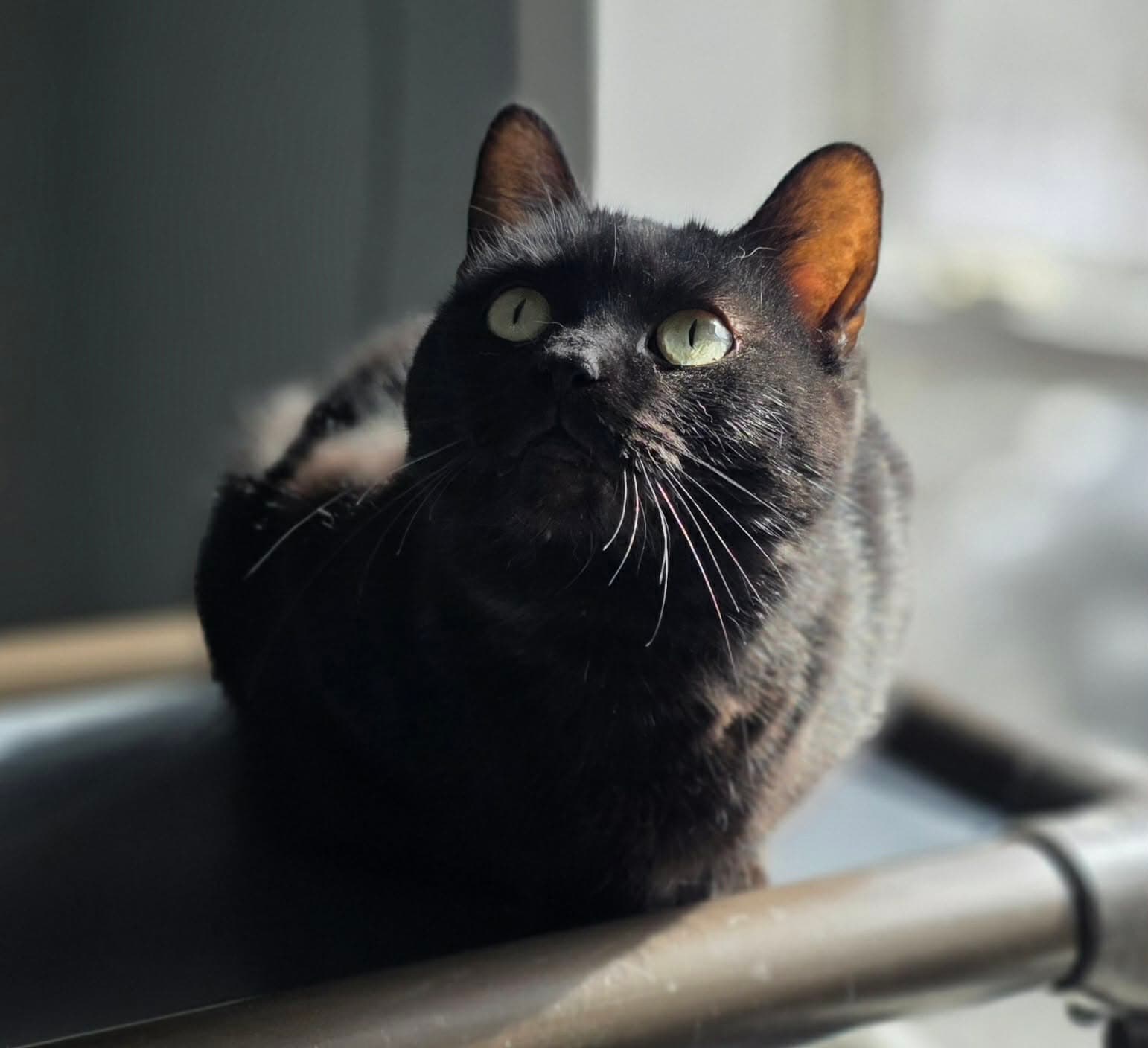 Kelli